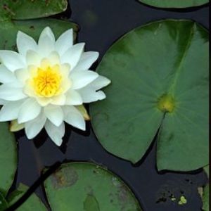 Meet your Posher, Kora